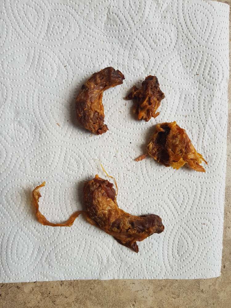 Giftköder-Ausgelegte Hühnerhälse, ggf. präpariert-Profilbild