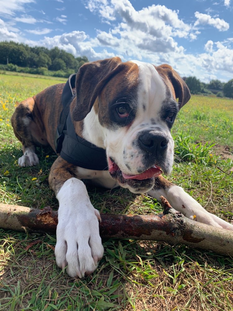 Hundetreffen-Neue Kontakte-Profilbild