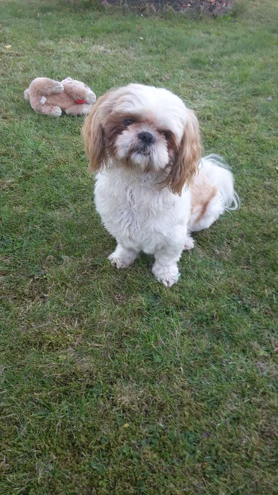 Giftköder-Hundeklau!!!-Profilbild