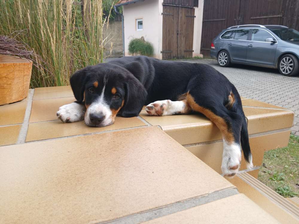 Hundetreffen-Spielfreund gesucht-Profilbild