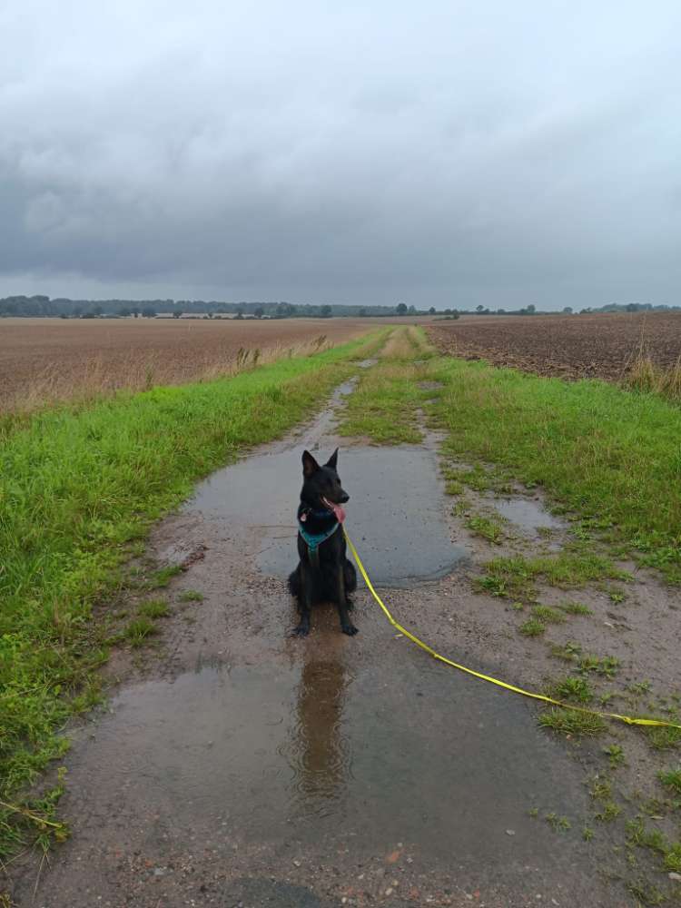 Hundetreffen-Spiel- und Tobepartner gesucht-Profilbild