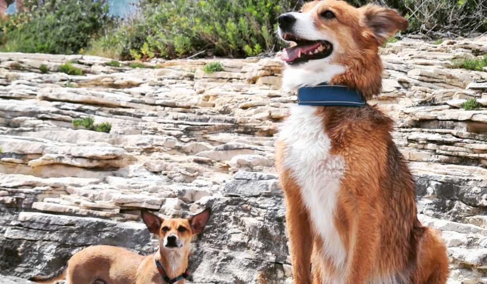 Hundetreffen-Gassi gehen-Profilbild