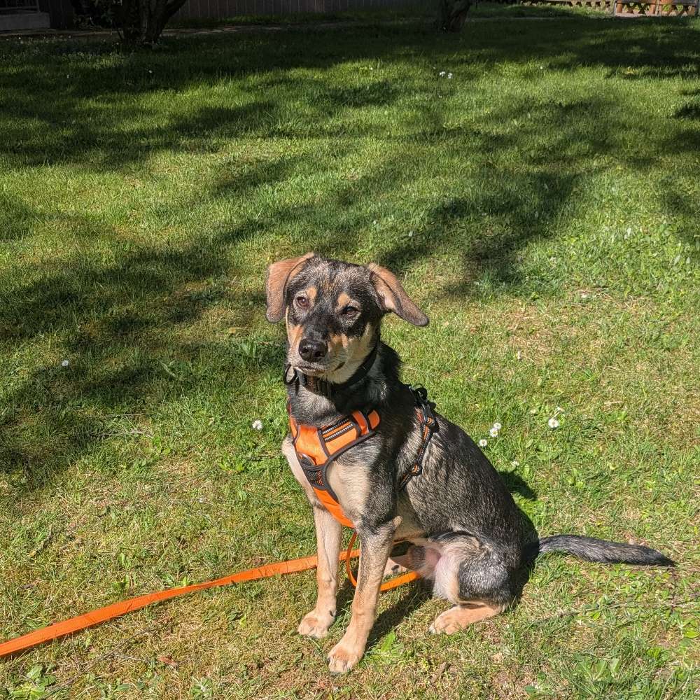 Hundetreffen-Social Walk mit Spielspaß-Profilbild