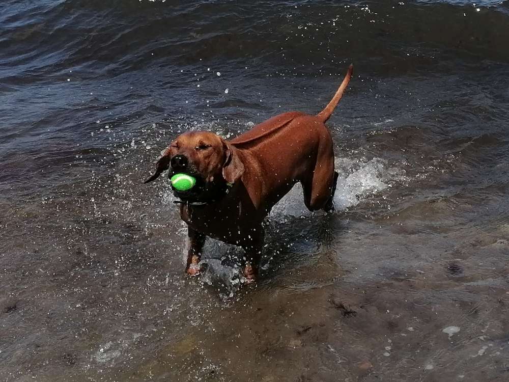 Hundetreffen-Hallöchen, wir suchen Spielkumpels.. .-Profilbild