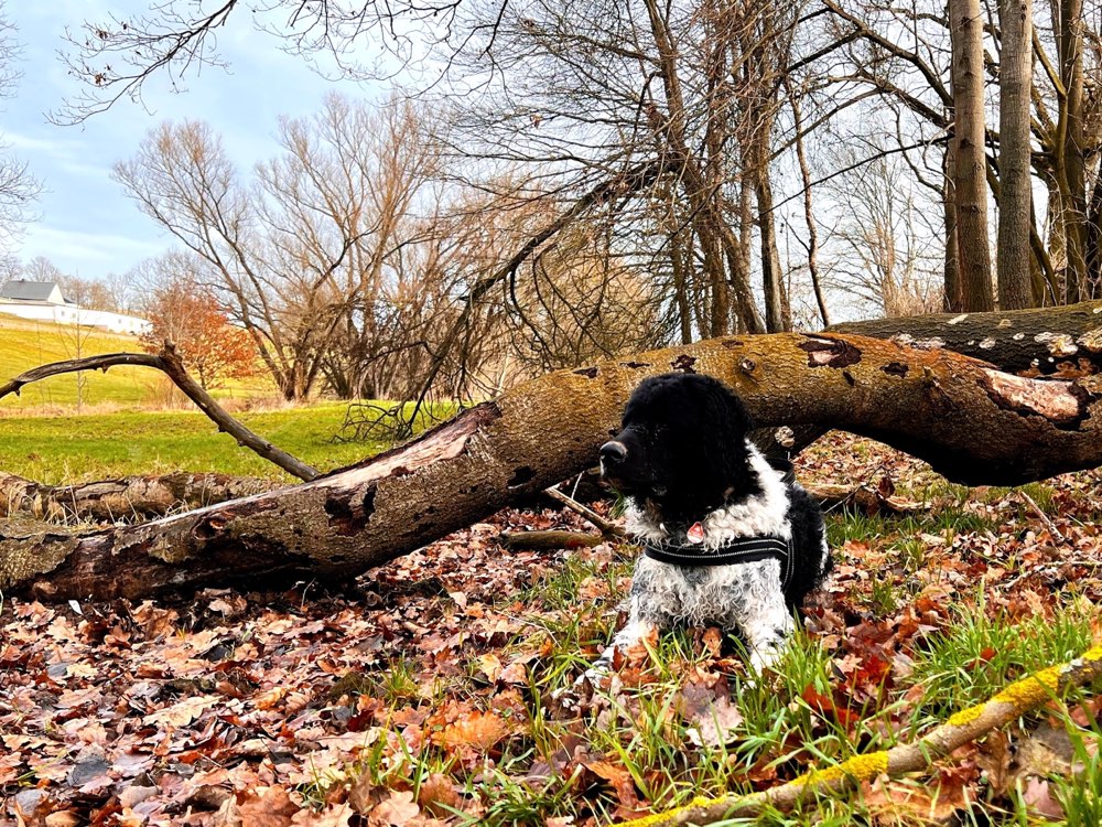 Hundetreffen-Toben und Lernen-Profilbild