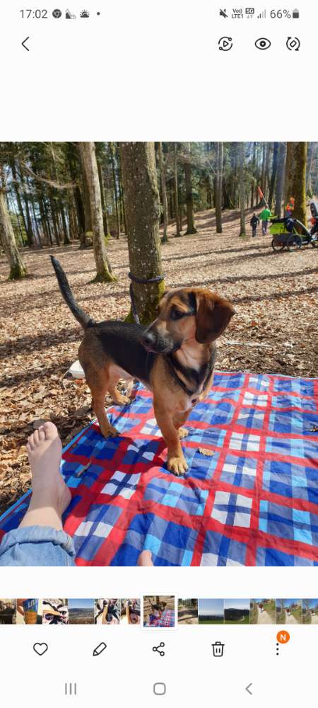 Hundetreffen-Treffen-Profilbild