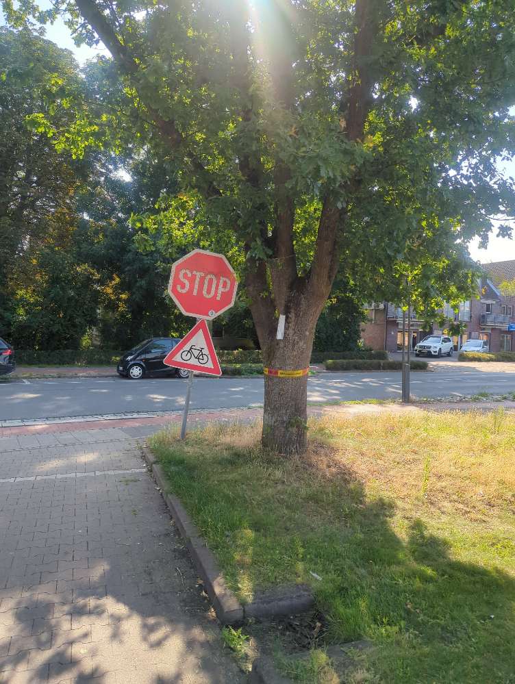 Giftköder-Eichenprozessionsspinner-Profilbild