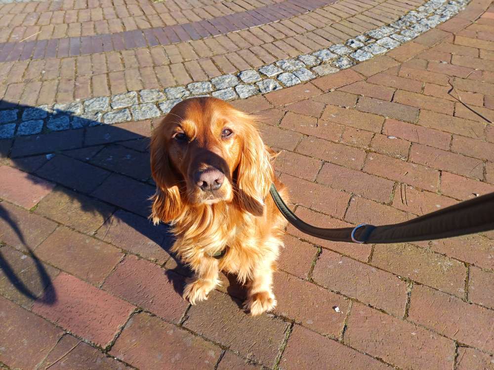 Hundetreffen-Wer hat Lust mit uns Gassi zu gehen in Marienhafe-Profilbild