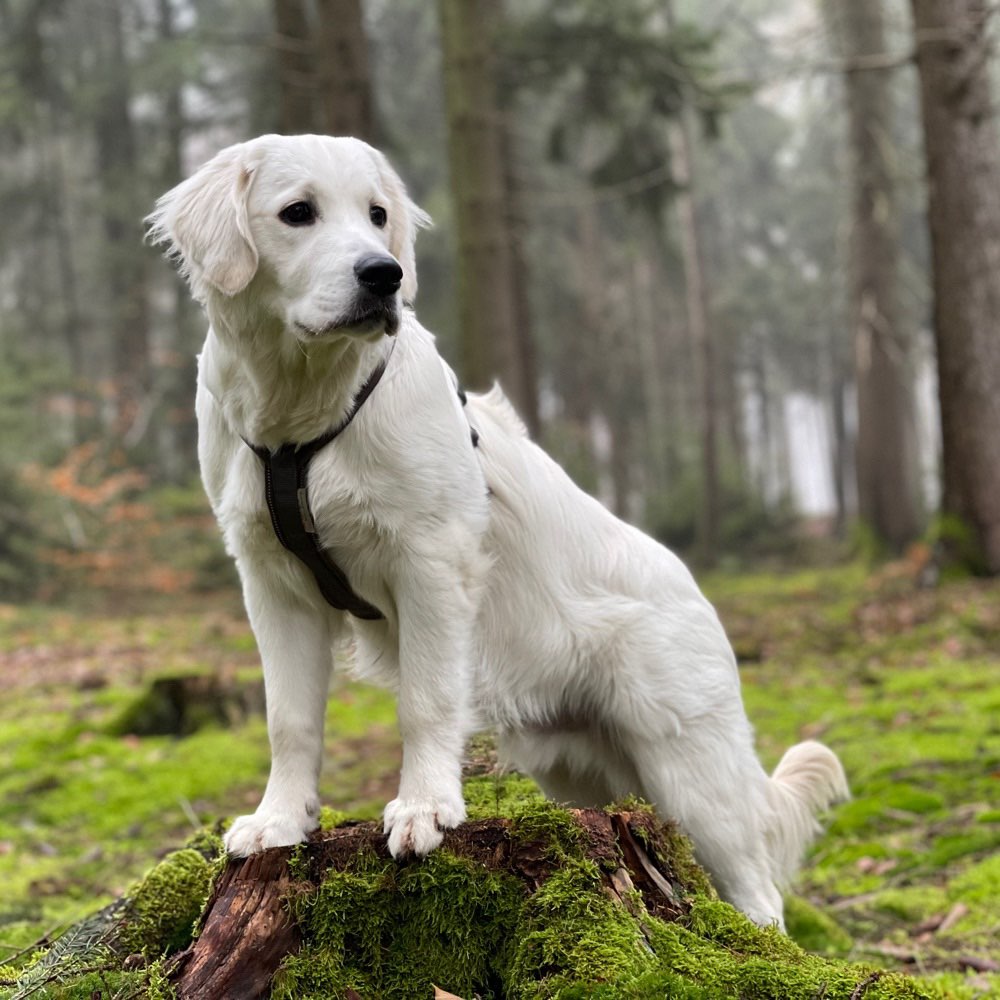 Hundetreffen-Suche Welpen zum Treffen und spielen Nähe Leinach-Profilbild