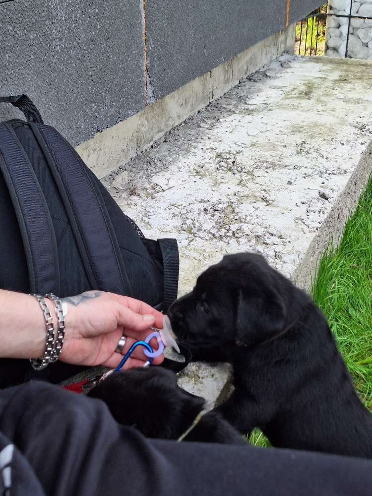 Hundetreffen-Welpenspaziergang-Profilbild