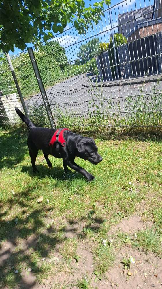 Hundetreffen-Spielen in Geldern-Profilbild