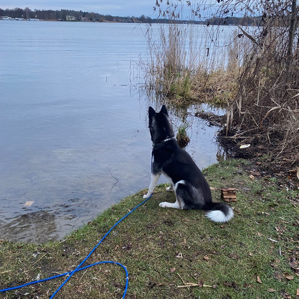 Hundetreffen-Hundefreunde gesucht-Profilbild