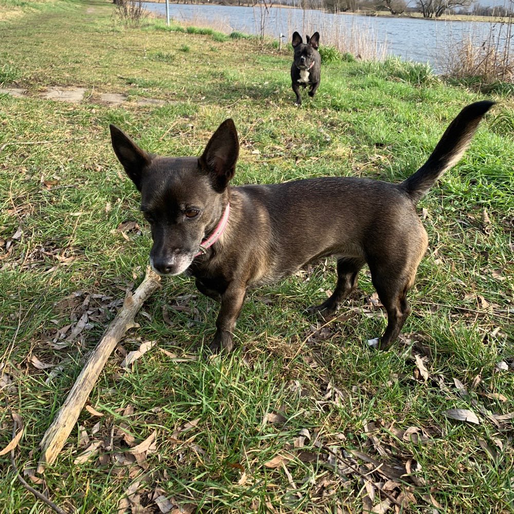 Hundetreffen-Spazieren gehen-Profilbild