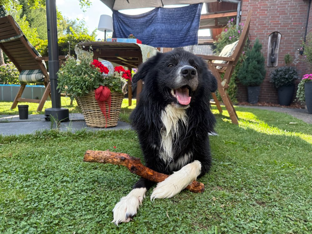 Hundetreffen-Hundesitter Stuhr-Profilbild
