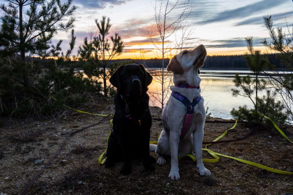 Hundetreffen-Gemeinsame Spaziergänge-Profilbild