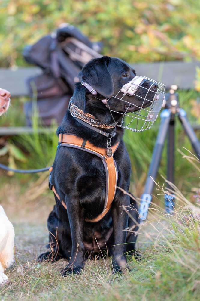 Hundetreffen-Spaziergänge / Feierabendrunden / Caniwalk-Profilbild