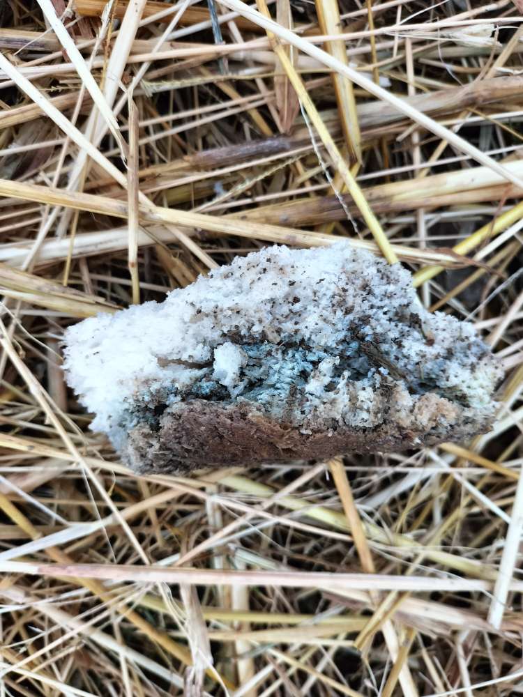 Giftköder-Giftkörder im Brot-Profilbild