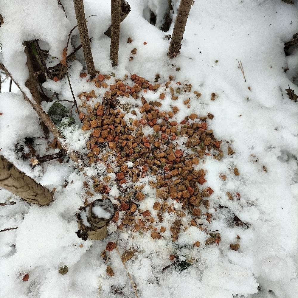 Giftköder-Futter am Baum versteckt-Profilbild
