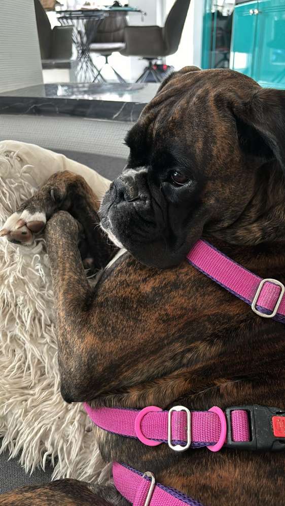 Hundetreffen-Spielpartner gesucht 🐶🐶-Profilbild