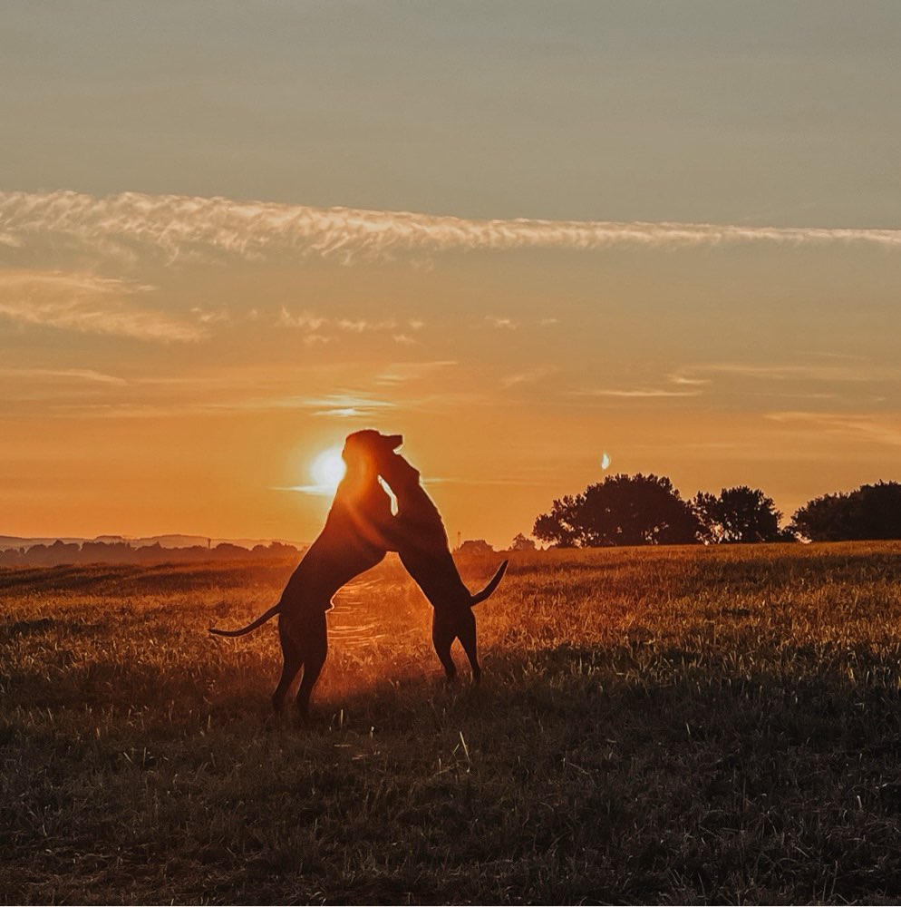 Hundetreffen-Gassi und spielen in Chemnitz & Umgebung-Profilbild