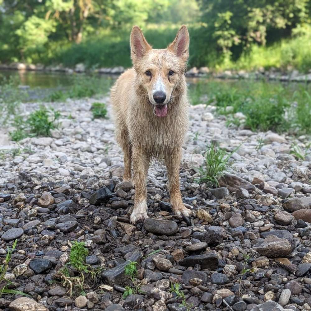 Hundetreffen-Apollo ist neu in Kirn-Profilbild