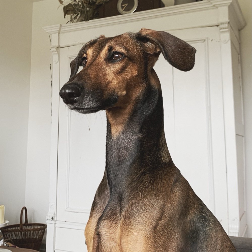 Hundetreffen-Spielgefährten gesucht-Profilbild