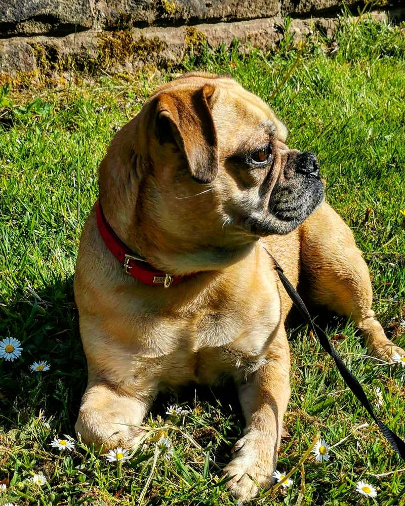 Hundetreffen-Spaziergänge-Profilbild
