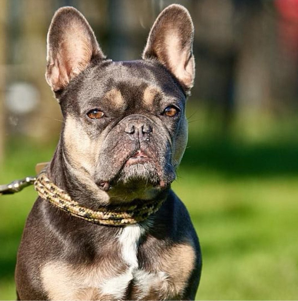 Hundetreffen-Gassitreff am Decksteiner Weiher-Profilbild