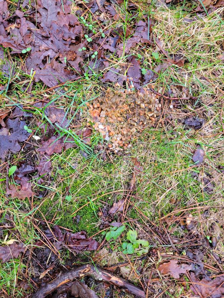 Giftköder-Seltsame Masse-Profilbild