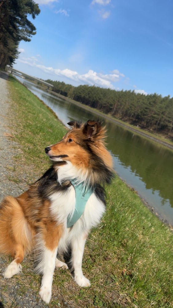 Hundetreffen-Spielkumpel gesucht-Profilbild