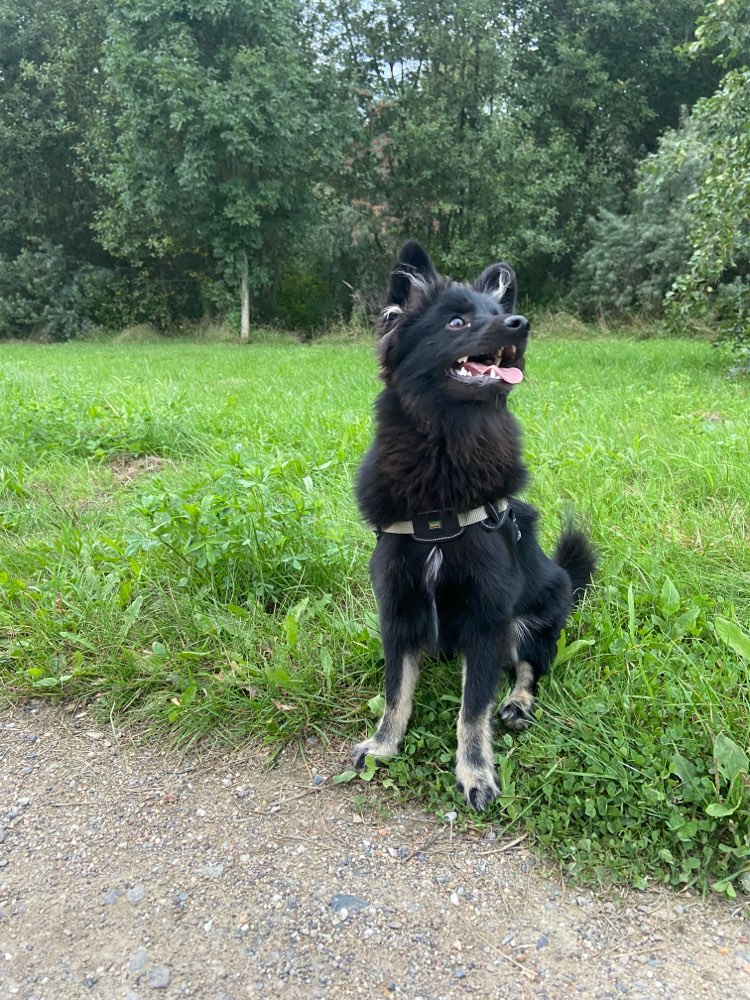 Hundetreffen-Gassi und Spielfreunde gesucht.-Profilbild