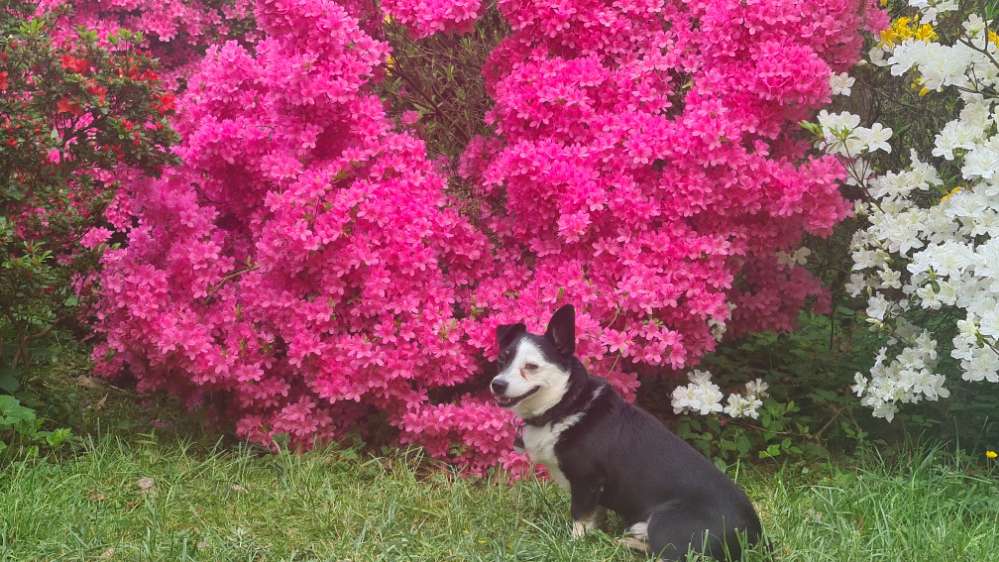 Hundetreffen-Hundebetreuung für zwei Wochen-Profilbild