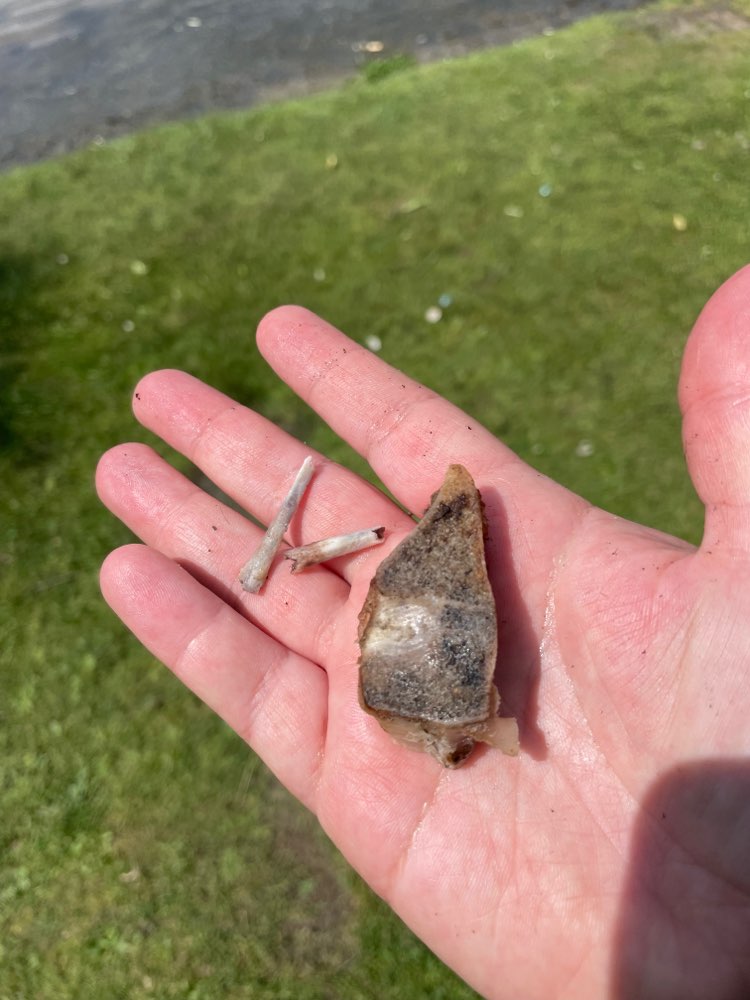 Giftköder-Hühnerknochen und andere Knochen-Profilbild