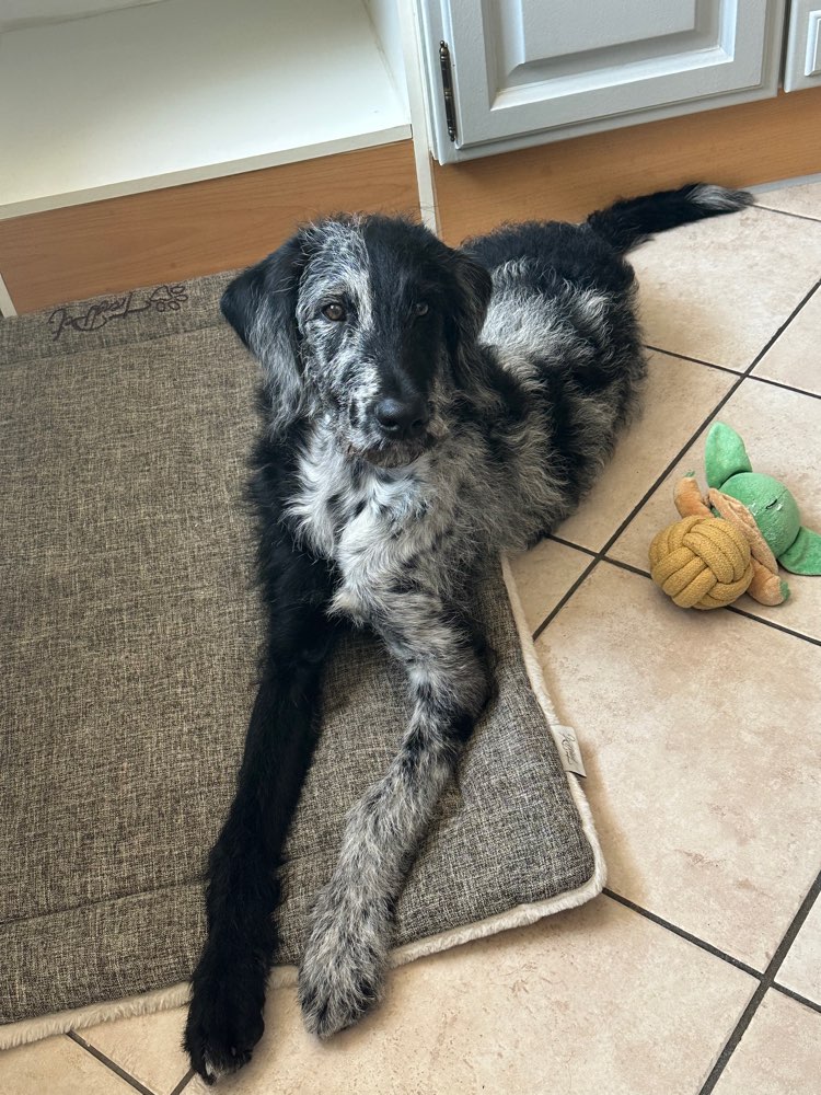 Hundetreffen-Spiele Runde-Profilbild