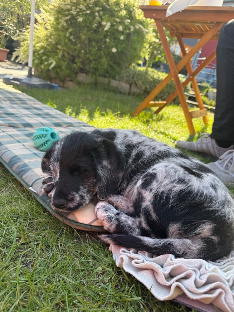 Hundetreffen-Welpentreffen-Profilbild