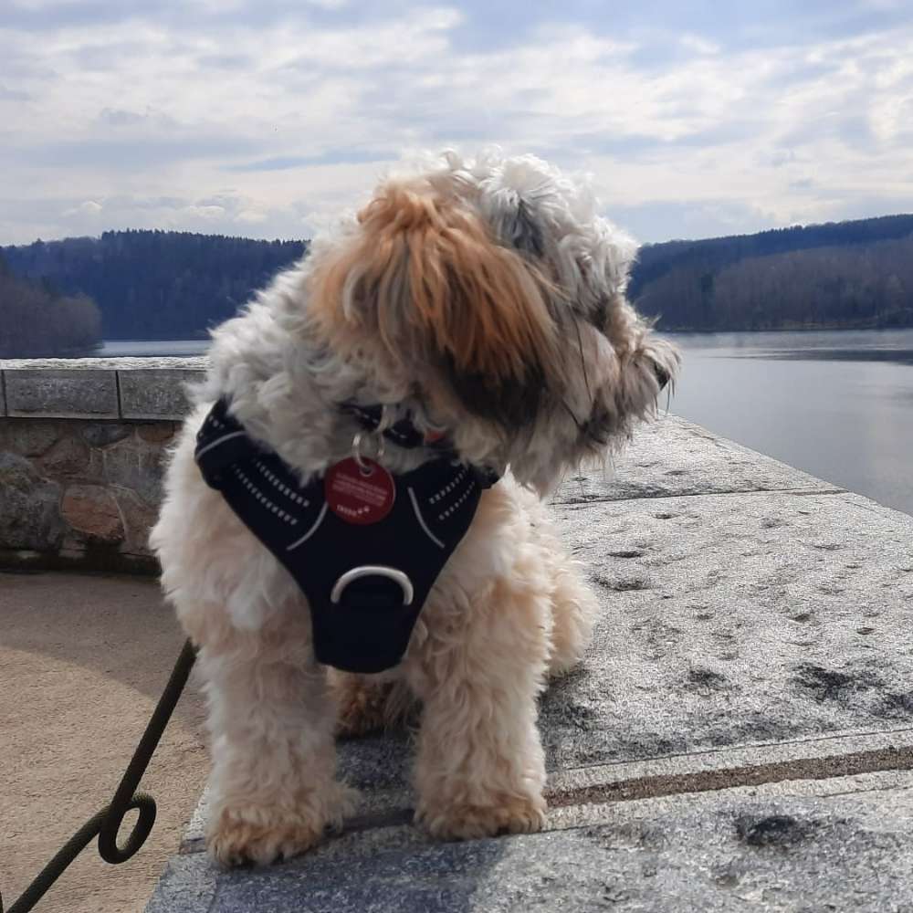 Hundetreffen-Hundebekanntschaften und nette Gassirunden-Profilbild