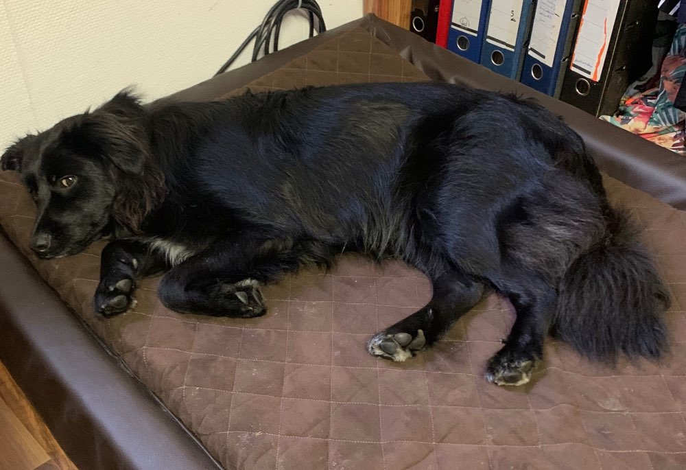 Hundetreffen-Spiel und Spaß-Profilbild