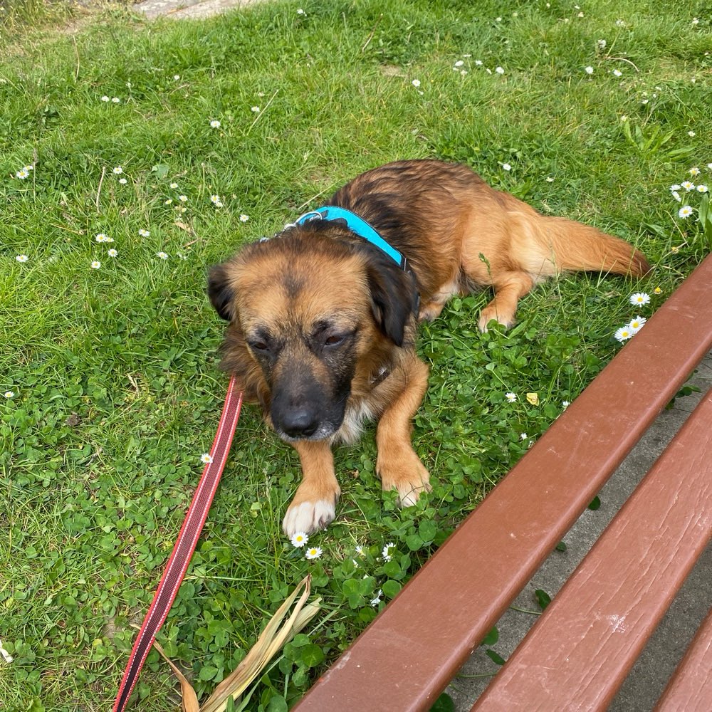 Hundetreffen-Spielfreund gesucht-Profilbild