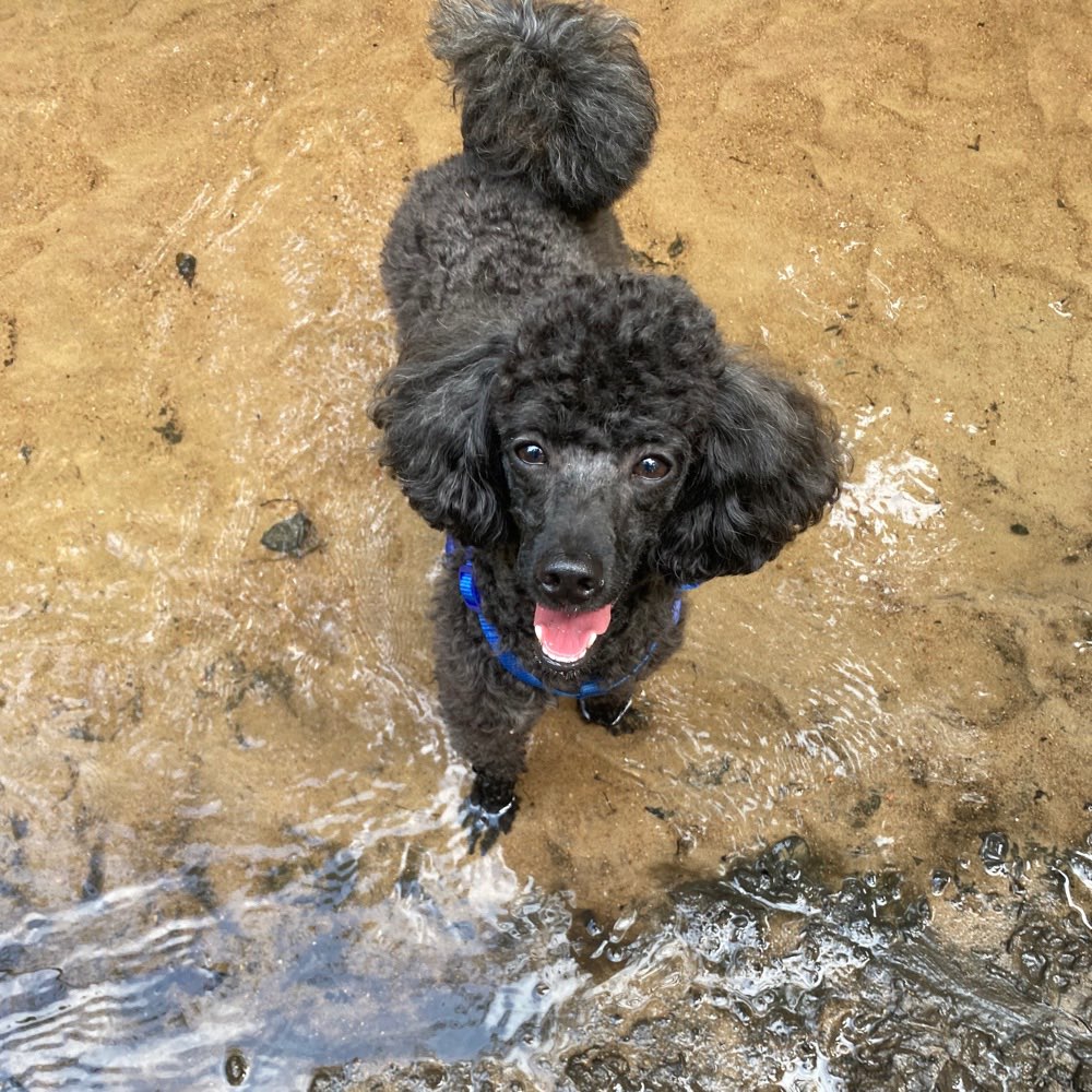Hundetreffen-Kleine Spielkameraden gesucht-Profilbild