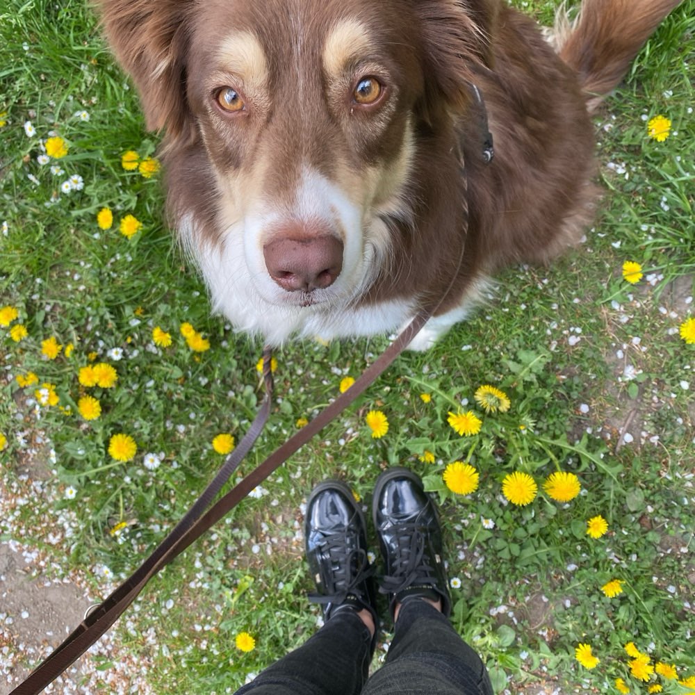 Hundetreffen-Gassi Runde / Playdate-Profilbild