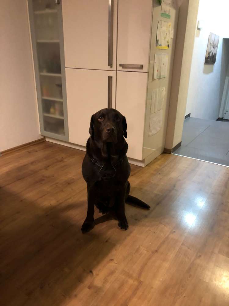 Hundetreffen-Gassi & Spielrunde in Oy-Mittelberg-Profilbild