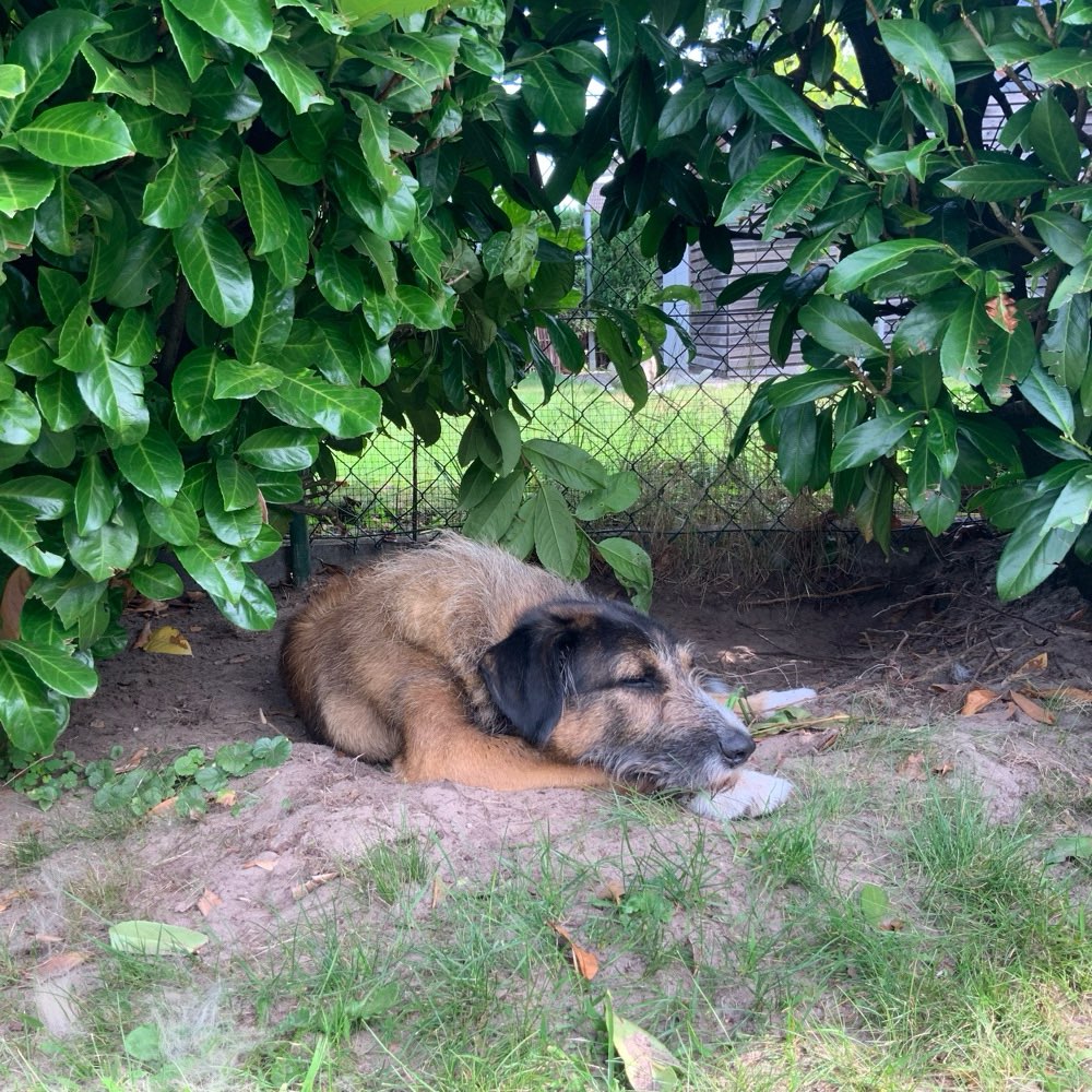 Hundetreffen-Gegenseitige Hundebetreuung-Profilbild