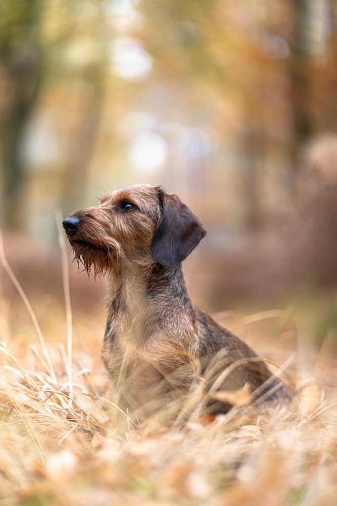 Hundetreffen-Fotografin sucht Hundemodel-Profilbild