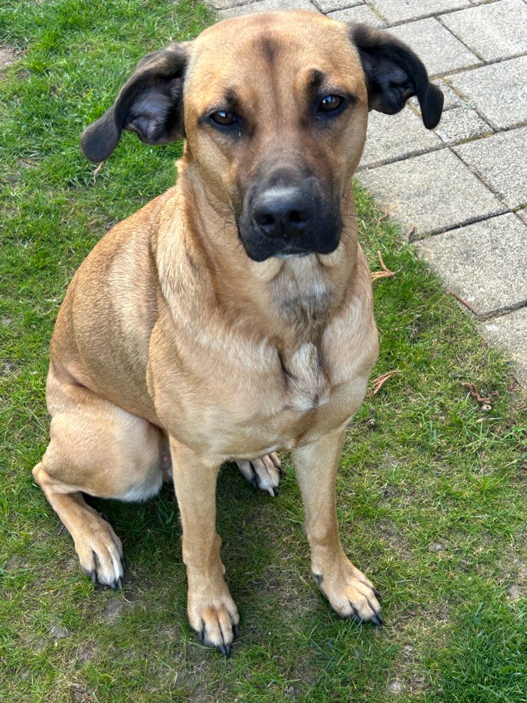 Hundetreffen-Spielpartner gesucht-Profilbild