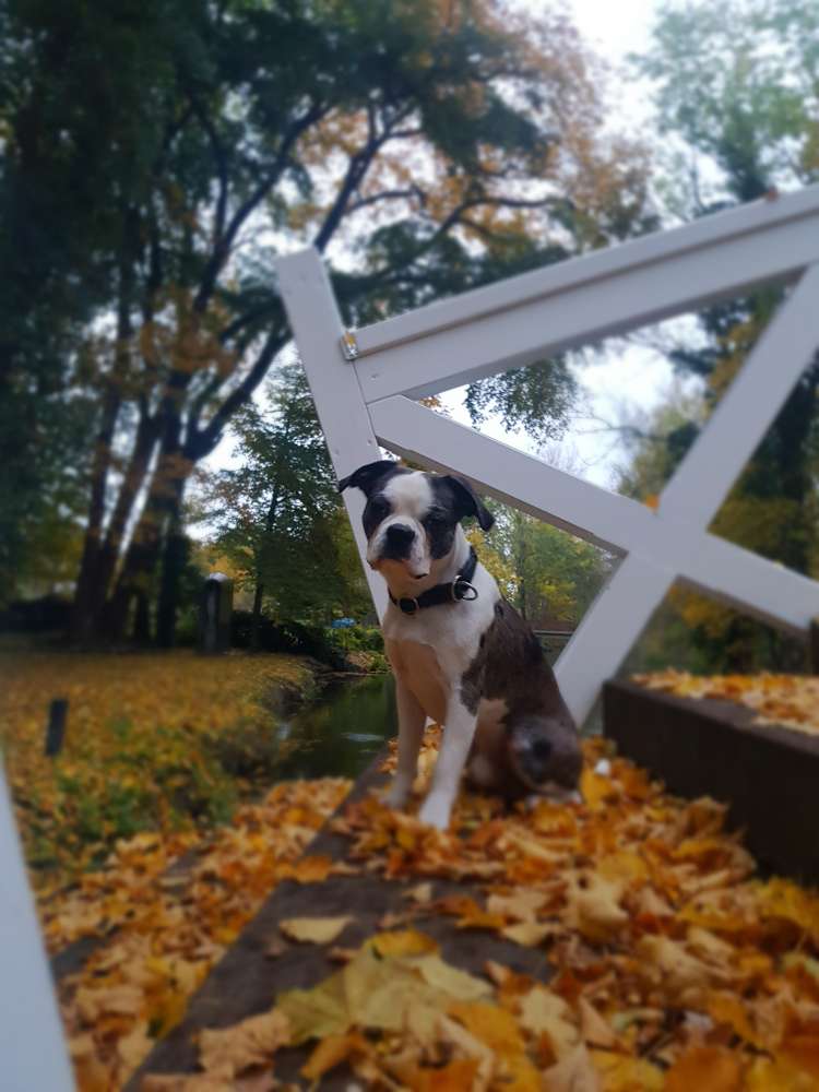 Hundetreffen-Hundekontakte-Profilbild