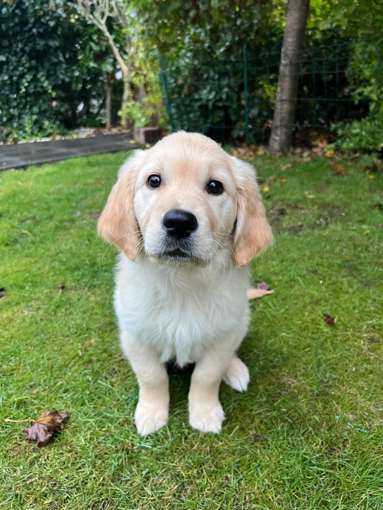 Hundetreffen-Welpen Spielfreunde gesucht Seevetal-Profilbild