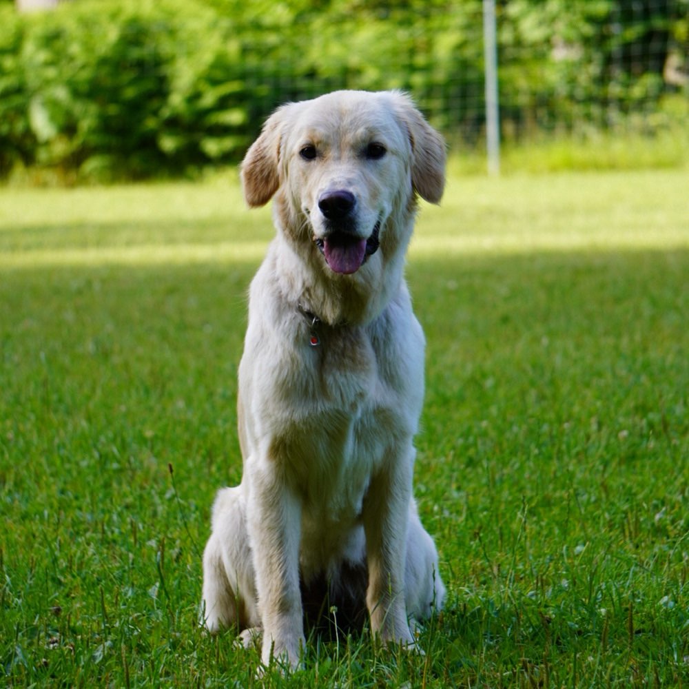 Hundetreffen-Gassi und spielen 🐾-Profilbild