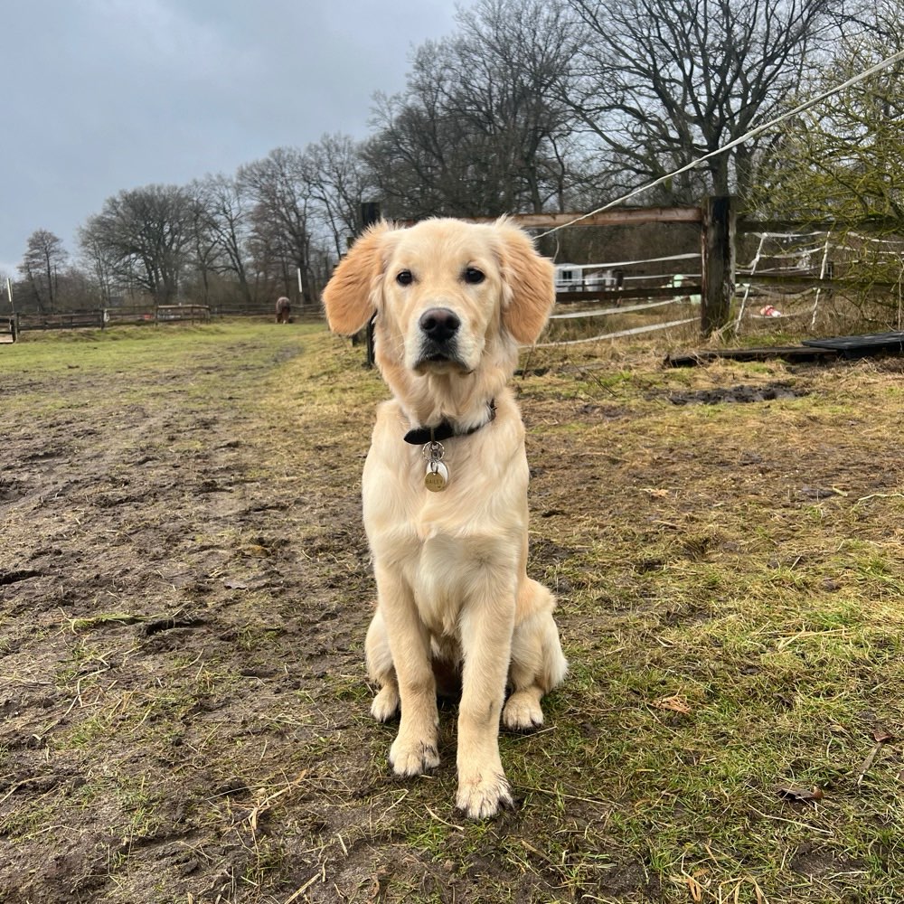 Hundetreffen-Gassi und Trainings Partner gesucht-Profilbild