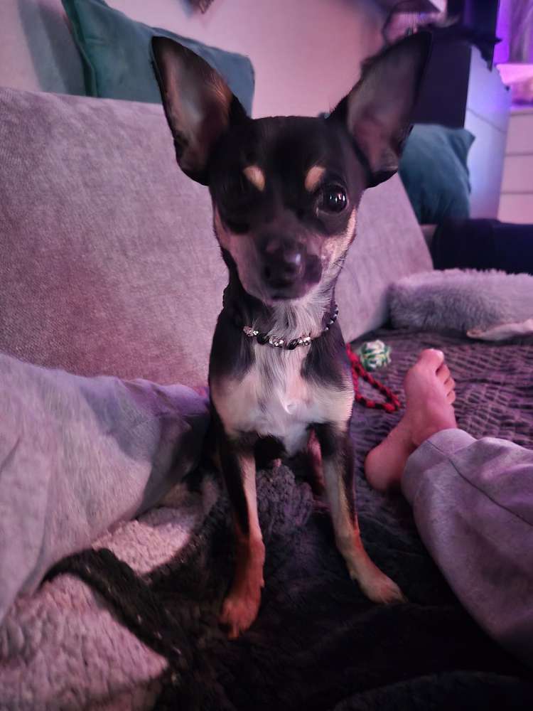 Hundetreffen-Gassi/Spielerunde-Profilbild