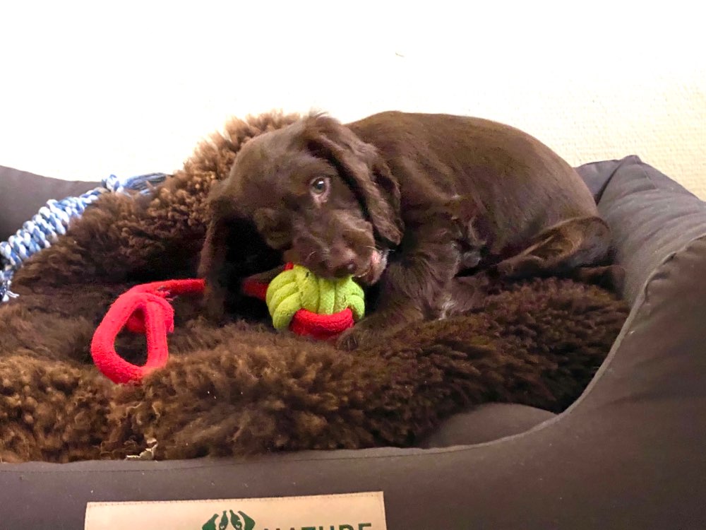 Hundetreffen-?-Profilbild